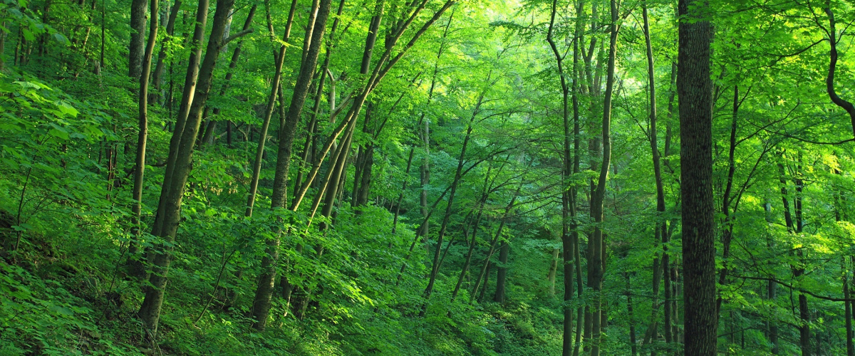 stromy v lese