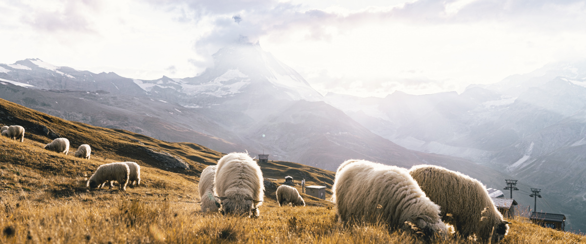 pastvina s ovečkami