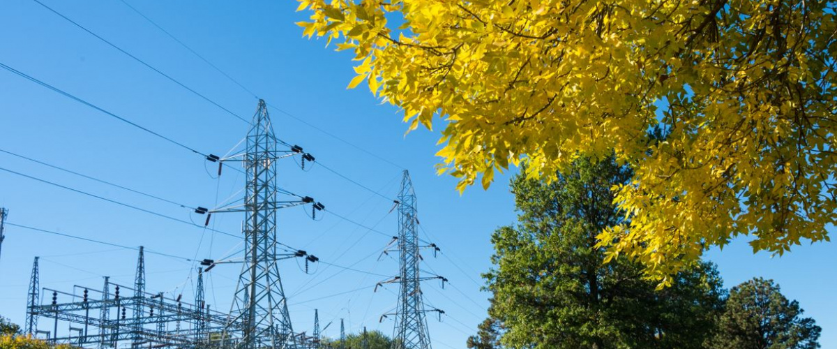 elektrické vedenie a stromy na tráve