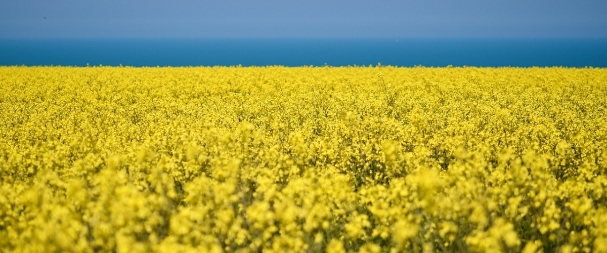 pole, repka